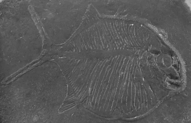 Fossil Print Rubber Mold Stamp for Concrete or Drywall Plaster Walttools-Stamps