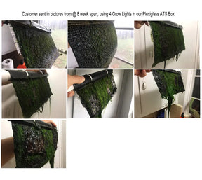 Algae Scrubber ATS Plexi Box Expressions LTD