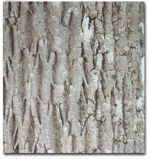 Wood Concrete Stamp Tree Bark Mold Form Liner PNL Liners